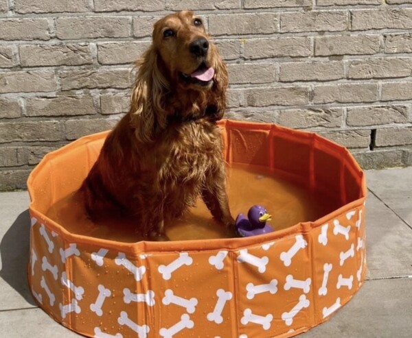 Honden Zwembad