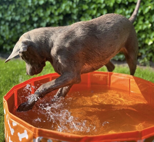 Honden Zwembad